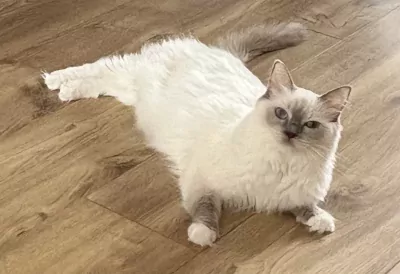 teef nestjes