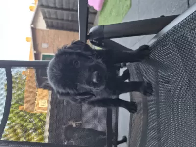 teef nestjes