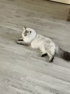 Ragdoll kat - afbeelding 2