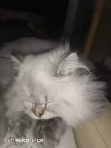 Britse langhaar kitten - afbeelding 5