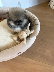 Mooi klein pomeriaan puppy teefje - afbeelding 3