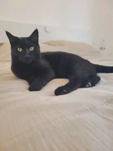 2 leuke katten te koop - afbeelding 2