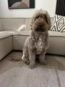 Labradoodle medium Max - afbeelding 2
