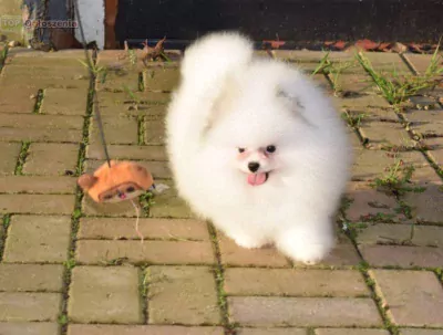 Pomeriaan pups nog twee teefjes beschikbaar - afbeelding 3