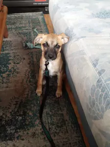 Puppy reu te koop - afbeelding 2