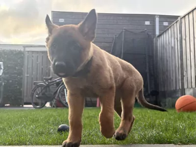 Prachtig mechelse herder - afbeelding 10