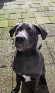 Onze mack zoekt een gouden mandje - afbeelding 4