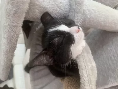 Kittens te koop - afbeelding 6