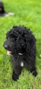 Cockapoo