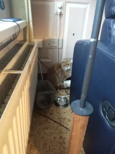 Geen Raskat te koop verkopen Purmerend Nederland - 5062