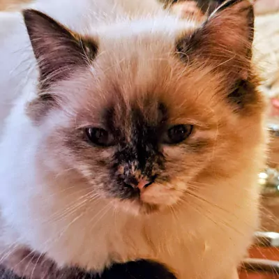 De allerliefste,zeer gespecialiseerde Ragdolls - afbeelding 3