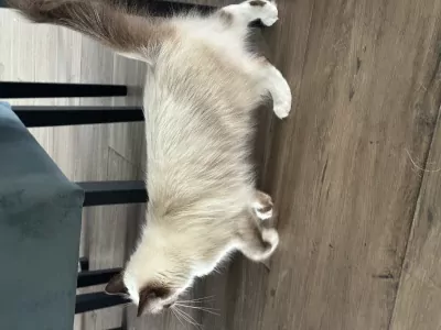 Ragdoll te koop verkopen Voorschoten Nederland - 4735