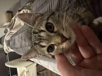 Grijze kleine kater, 13 weken oud. - afbeelding 6