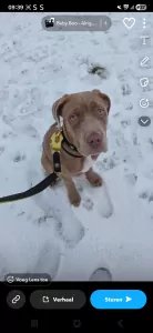 Cane Corso te koop verkopen Delft Nederland - 5252