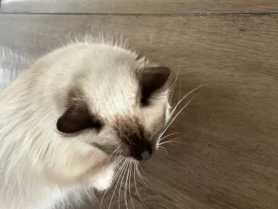 Mooie 100% ragdoll poes zonder stamboom - afbeelding 4