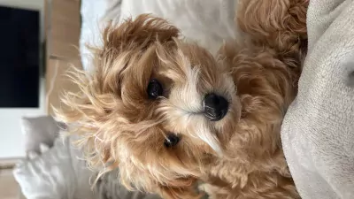 Maltipoo te koop verkopen 2270 Belgie - 4991