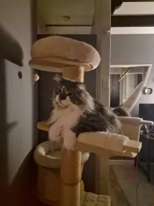 2 Maine Coon katten (broer & zus) – super lief + attributen - afbeelding 4