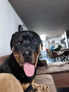 Rottweiler reu 1 jaar - afbeelding 4