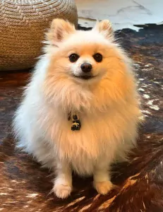 Pomeriaan te koop verkopen Leeuwarden Nederland - 5028