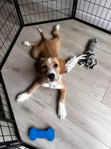 Lieve Tala zoekt een nieuw thuis - afbeelding 6