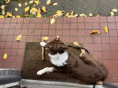 Pup Rebel - afbeelding 4