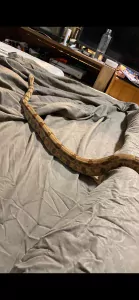 Boa imperator - afbeelding 4