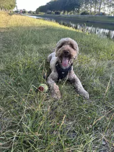 Labradoodle te koop verkopen Wilhelminadorp Nederland - 5695