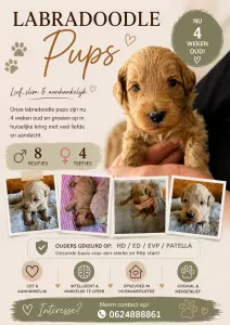 Labradoodle te koop verkopen   - 5396