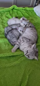 Britse Korthaar kittens te koop - afbeelding 3
