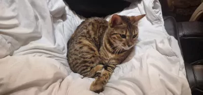 Bengaalse Kat te koop verkopen Zoetermeer Nederland - 5079