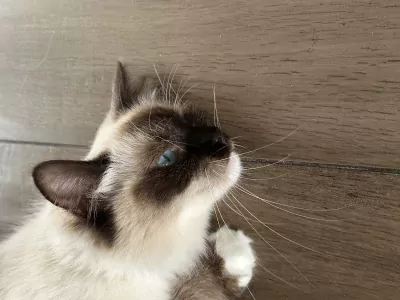 Mooie 100% ragdoll poes zonder stamboom - afbeelding 3