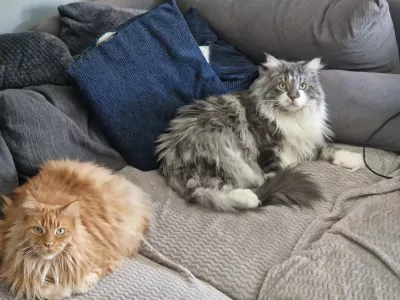 Maine Coon te koop verkopen Schiedam Nederland - 5370