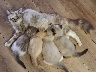 Unieke Mink ragdoll kittens - afbeelding 3