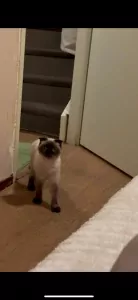 Lieve Siamese katten te Koop! 🐾 ( broer&zus) - afbeelding 3