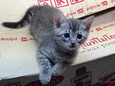 Twee lieve Bengaalse kittens - afbeelding 6