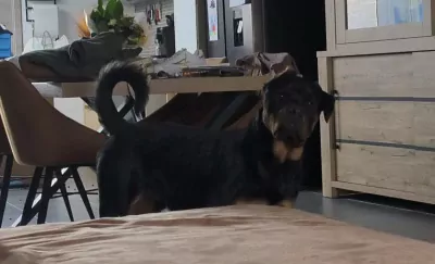 Rottweiler reu 1 jaar - afbeelding 5