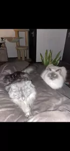2 lieve gecastreerde katers - afbeelding 2