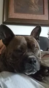 Overig te koop verkopen Helmond Nederland - 5072