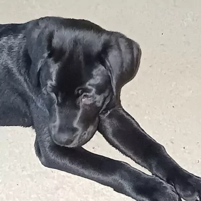 Labrador te koop verkopen Almelo Nederland - 5275