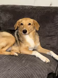 Onbekend te koop verkopen Arnhem Nederland - 5082