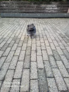 Pomeriaan pup van 9 weekjes zoekt forever home - afbeelding 2