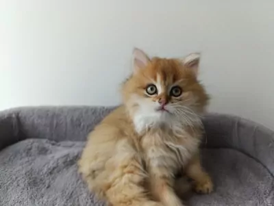 Britse langhaar golden kitten katertje - afbeelding 2