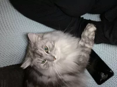 2 lieve gecastreerde katers - afbeelding 6