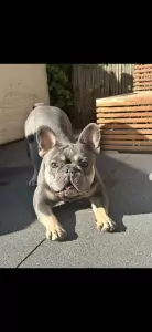 Aanhankelijke Franse bulldog reu van 1,5 jaar - afbeelding 4