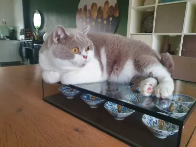 Nieuw, liefdevol baasje gezocht voor onze Britse Korthaar - afbeelding 2