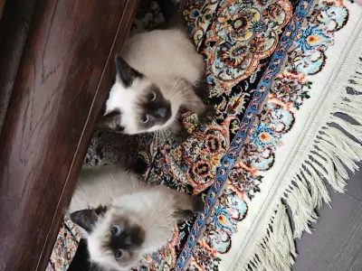Ragdoll te koop verkopen ALMERE Nederland - 5687