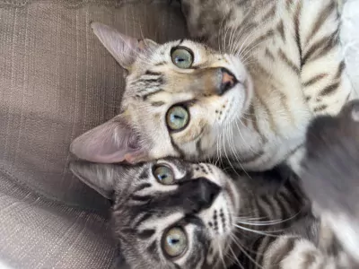 Bengaalse poes - afbeelding 5