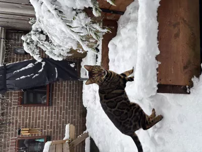 Bengaal kater - afbeelding 4