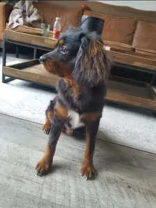 Lieve slimme Yoshi zoekt liefdevol baasje. - afbeelding 3