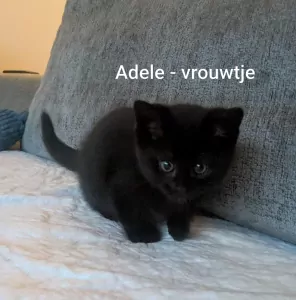 Schattige kittens geboren 28 augustus - afbeelding 5